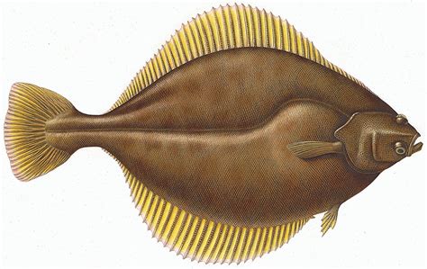 flounder fish|Flounder Fish Facts .